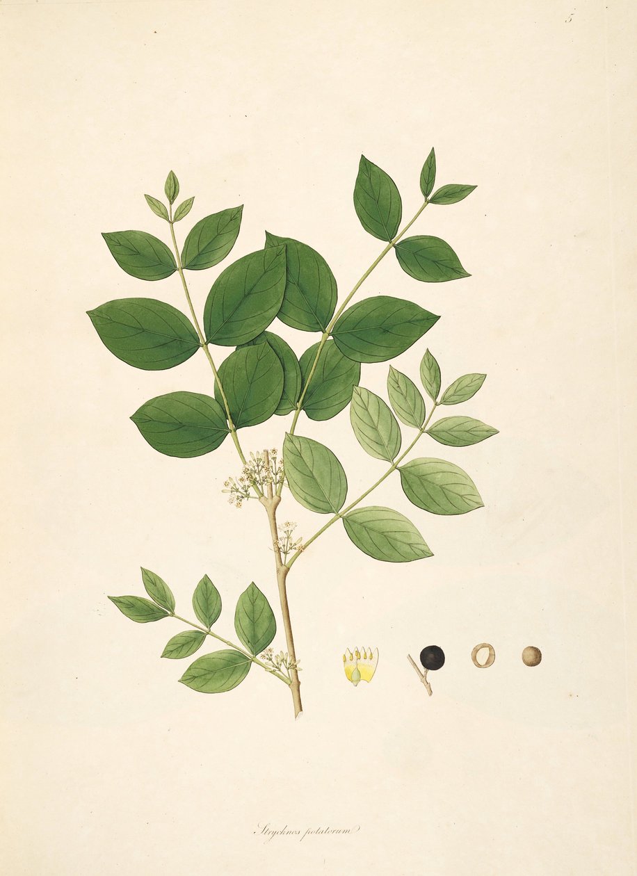 Ilustración de Strychnos potatorum, Loganiaceae de anonymus