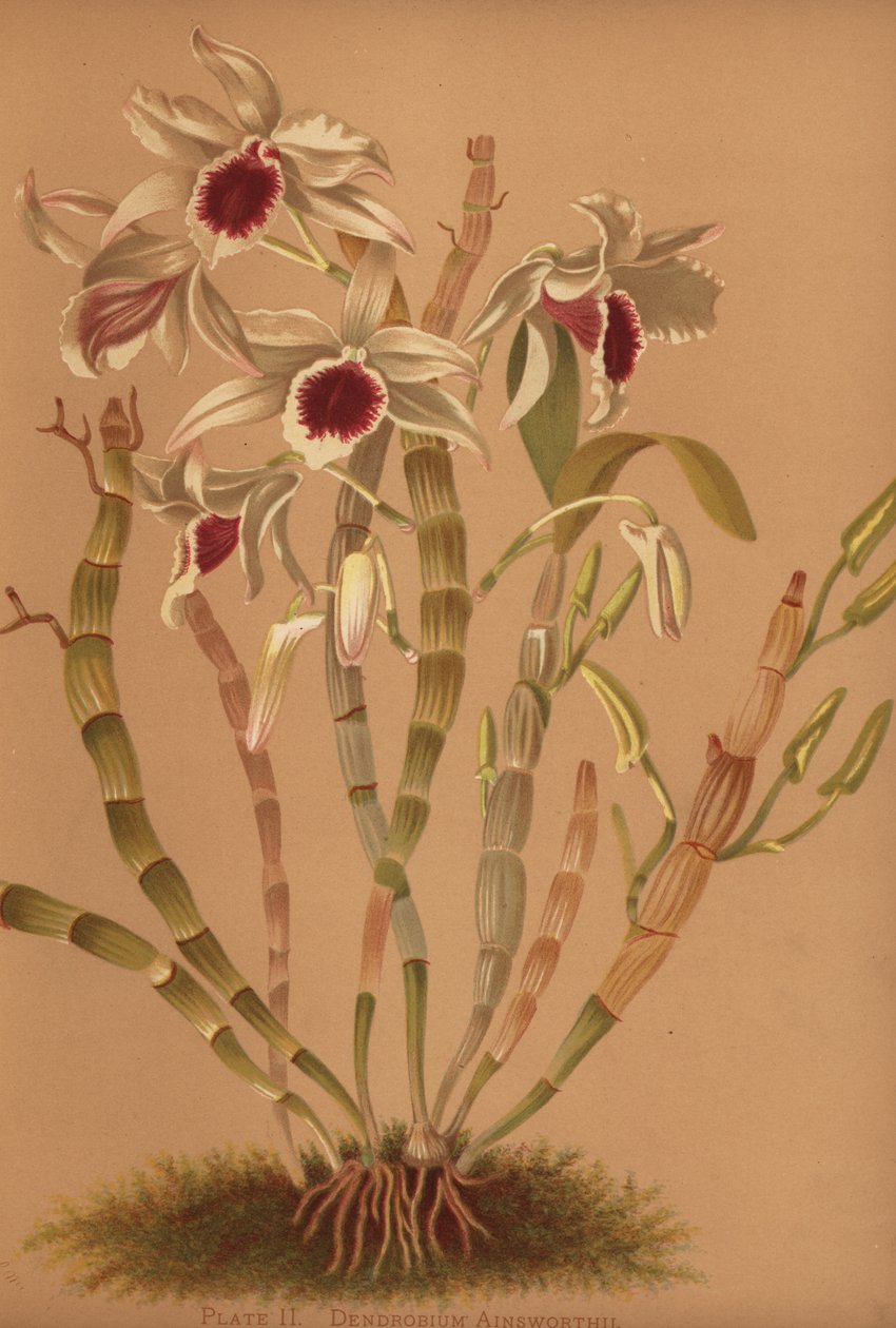 Orquídea dendrobium híbrida de Ainsworth, Dendrobium x ainsworthii de Unknown