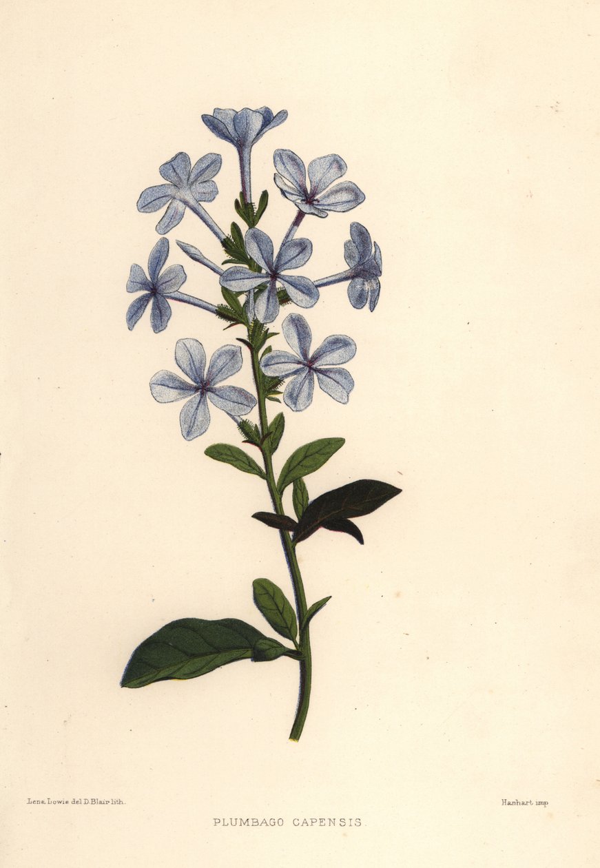 Plumbago azul o jazmín del Cabo, Plumbago auriculata (Plumbago capensis) de Unknown