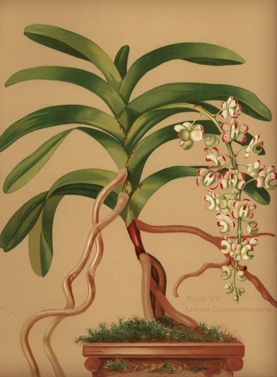 Orquídea cola de gato o cepillo de zorro, Aerides quinquevulnera de Unknown