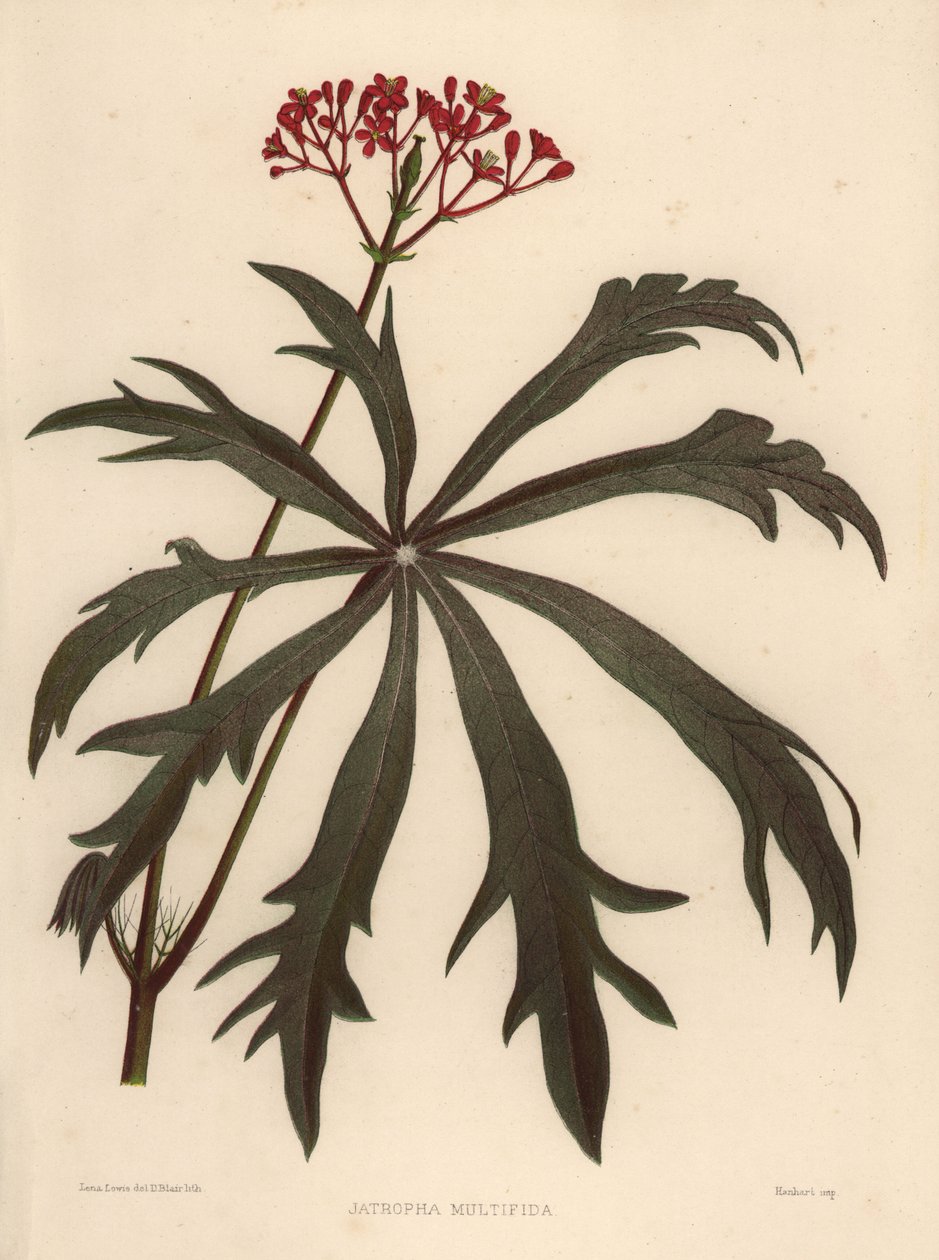 Arbusto coral, Jatropha multifida de Unknown