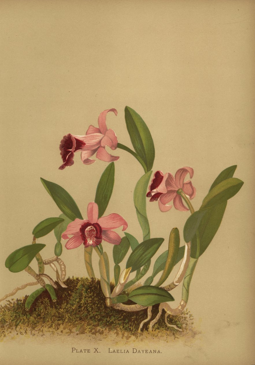 Orquídea Laelia dayana o Cattleya bicalhoi de Unknown
