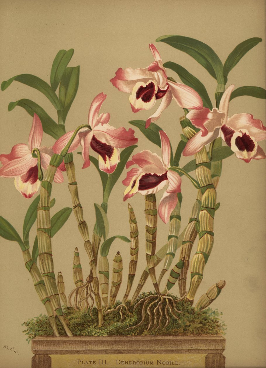 Orquídea dendrobium noble, Dendrobium nobile de Unknown