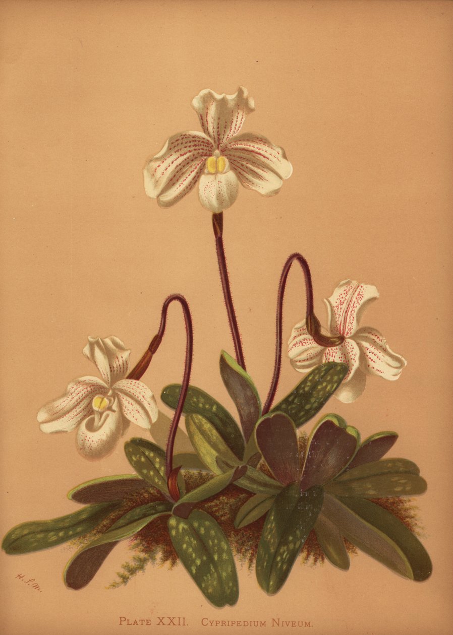 Orquídea Paphiopedilum niveum (Cypripedium niveum) de Unknown