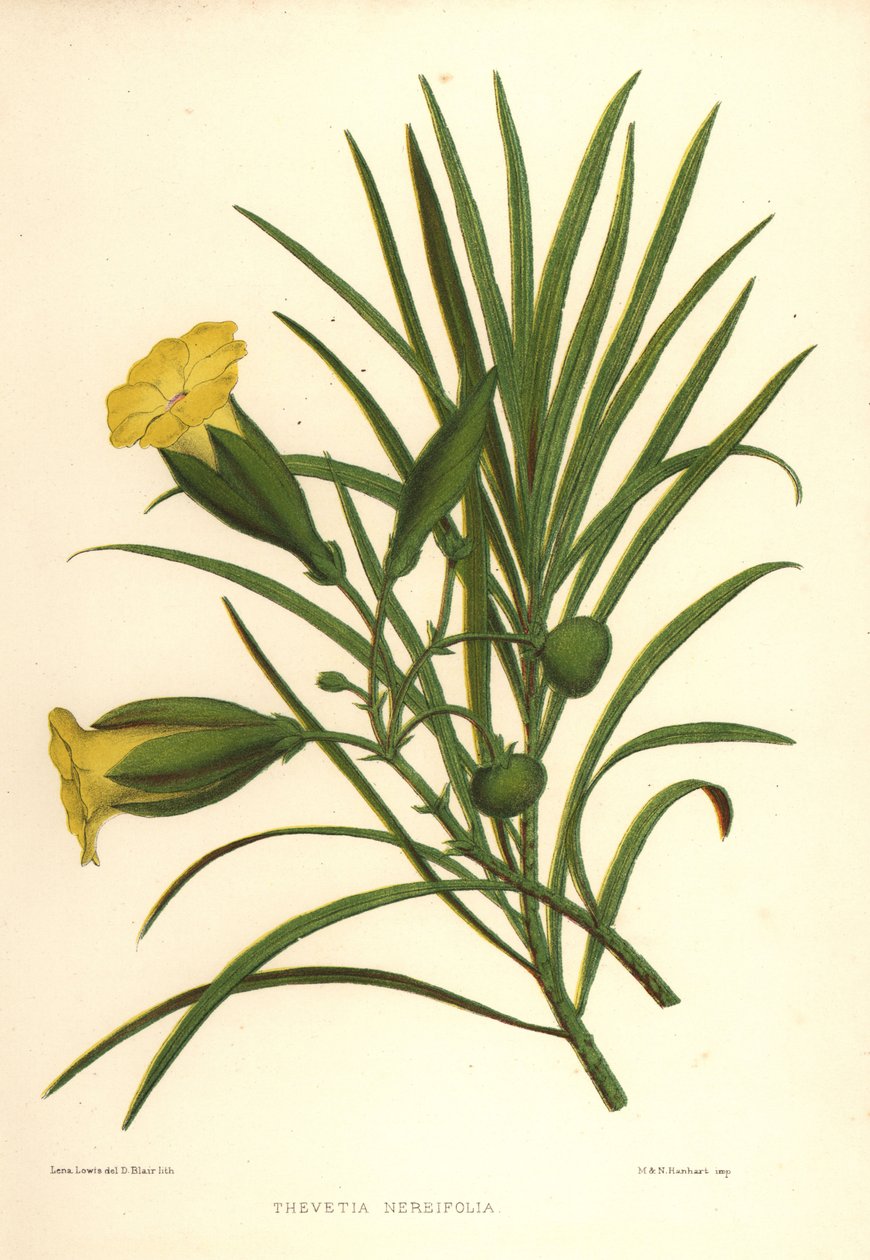Adelfa amarilla o nuez de la suerte, Thevetia nerifolia (Thevetia nereifolia) de Unknown