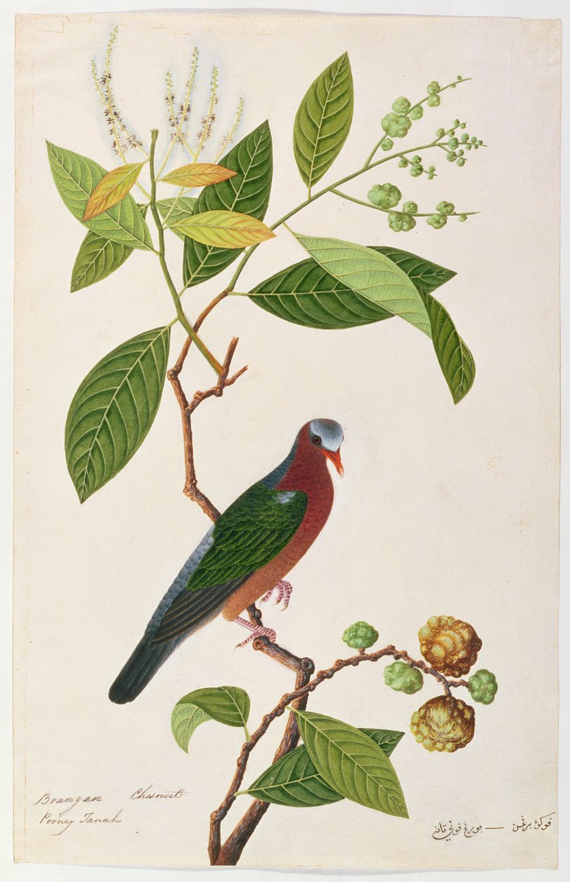 Castaño Brangan, Pooney Tanah, de Dibujos de Aves de Malaca, c.1805-18 de Chinese School