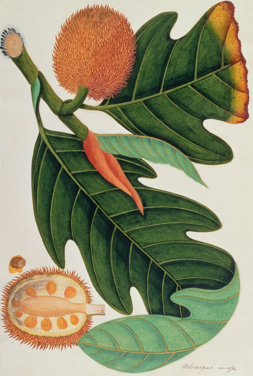 Trab o Artocarpus incesses, de Dibujos de Plantas de Malaca, c.1805-18 de Chinese School