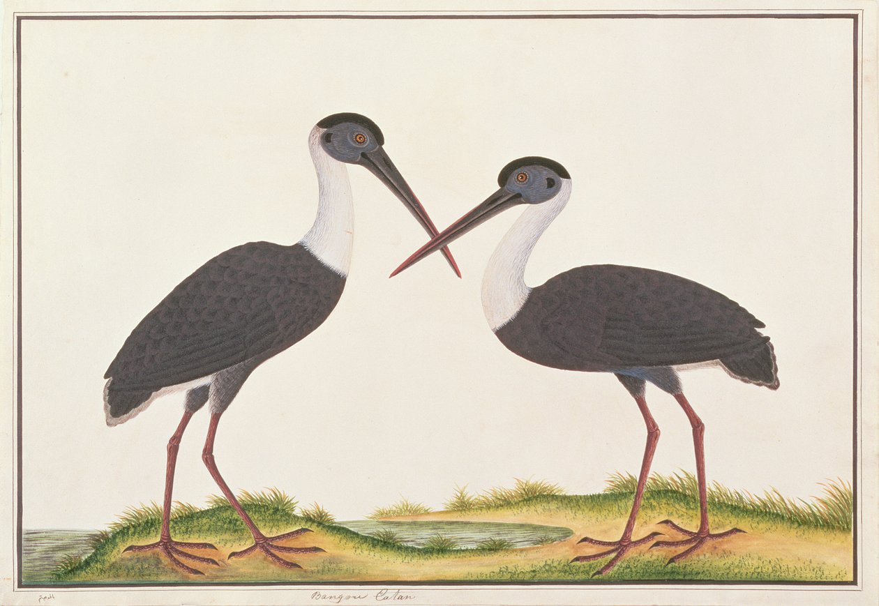Cigüeña de cuello lanudo, de Dibujos de aves de Malaca, c.1805-18 de Chinese School