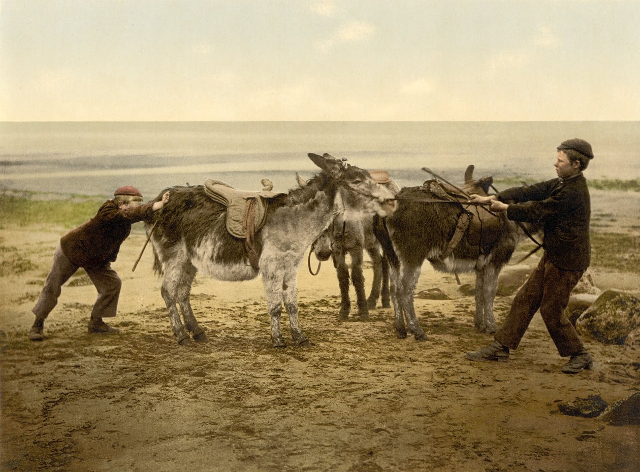 Burros en la playa, pub. c.1890 - 1900 de English Photographer