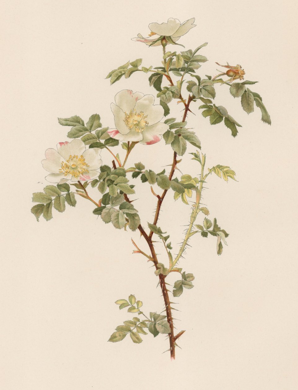 Rosa inglesa de English School