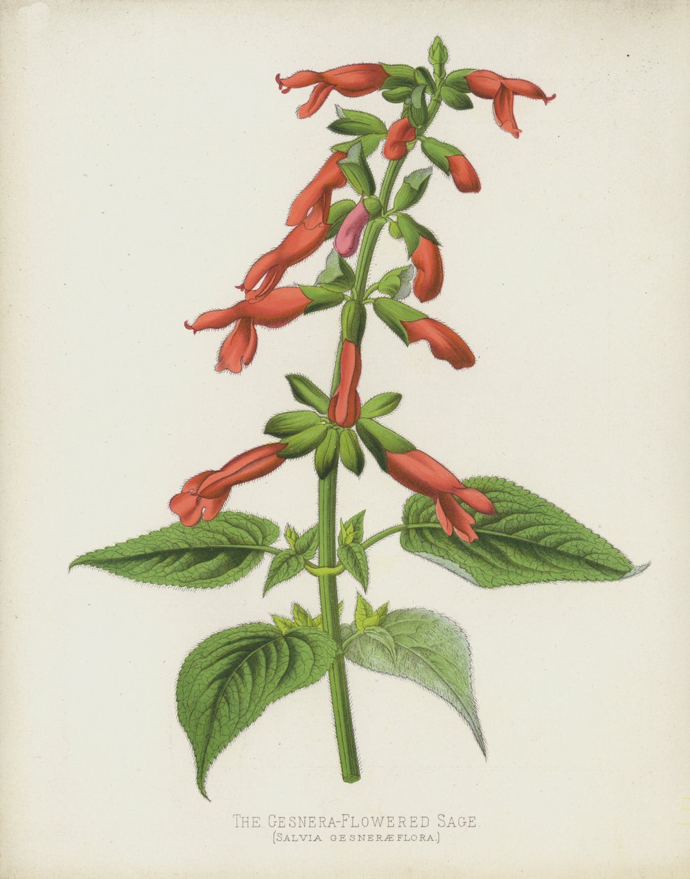 La Salvia de Flores de Gesnera, Salvia Gesneraeflora de English School