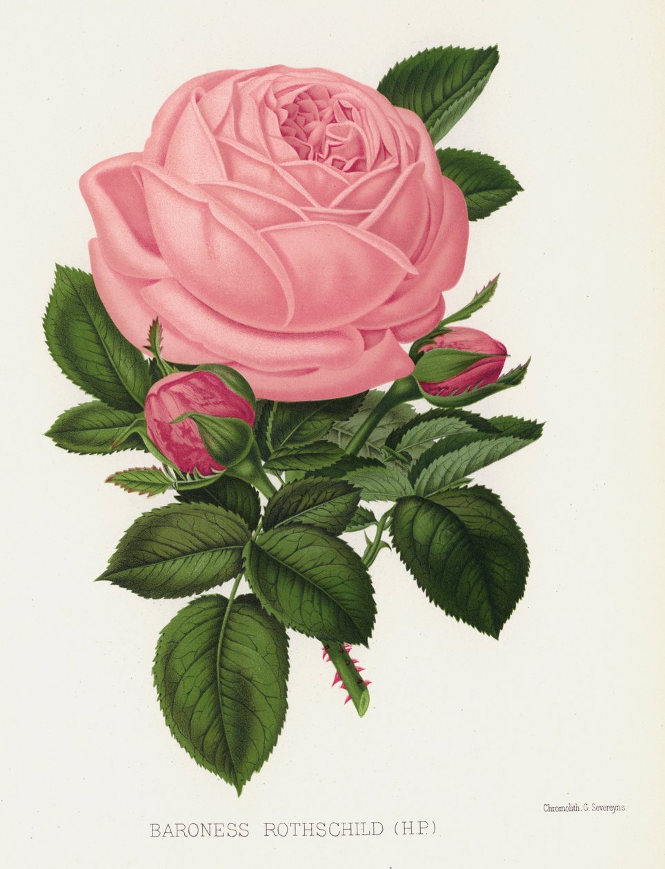 El jardín de rosas: Baronesa Rothschild de English School