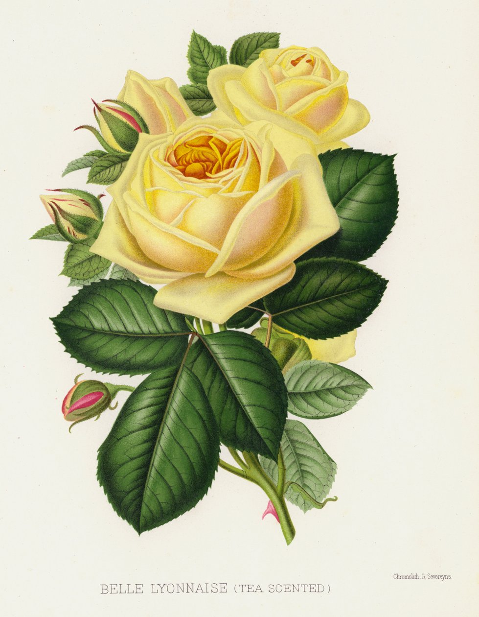 El jardín de rosas: Belle Lyonnaise, perfumada de té de English School