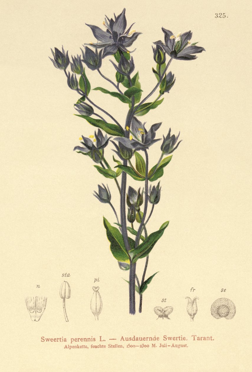 Felwort (Sweertia perennis) de German School