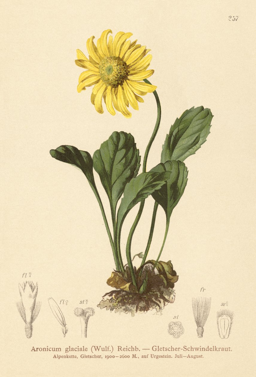 Matacabras de glaciares (Aronicum glaciale, Doronicum glaciale) de German School