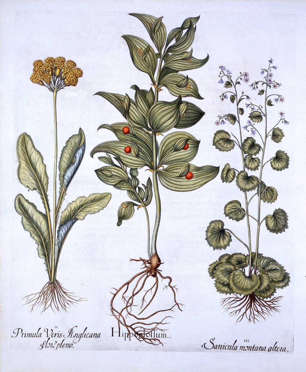 Hippoglossum, Primavera y Sanícula, de Hortus Eystettensis, por Basil Besler, pub. 1613 de German School