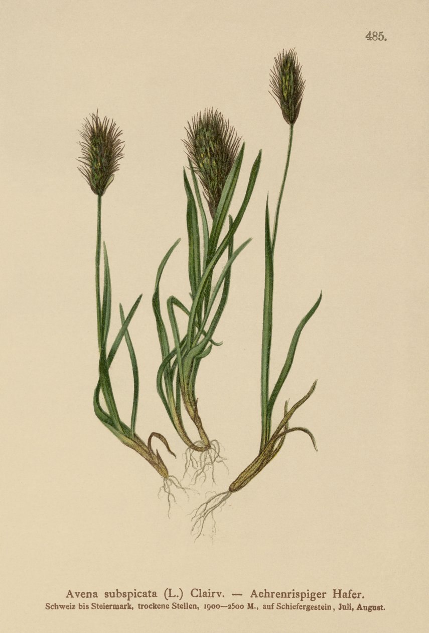 Hierba de Avena (Avena subspicata) de German School