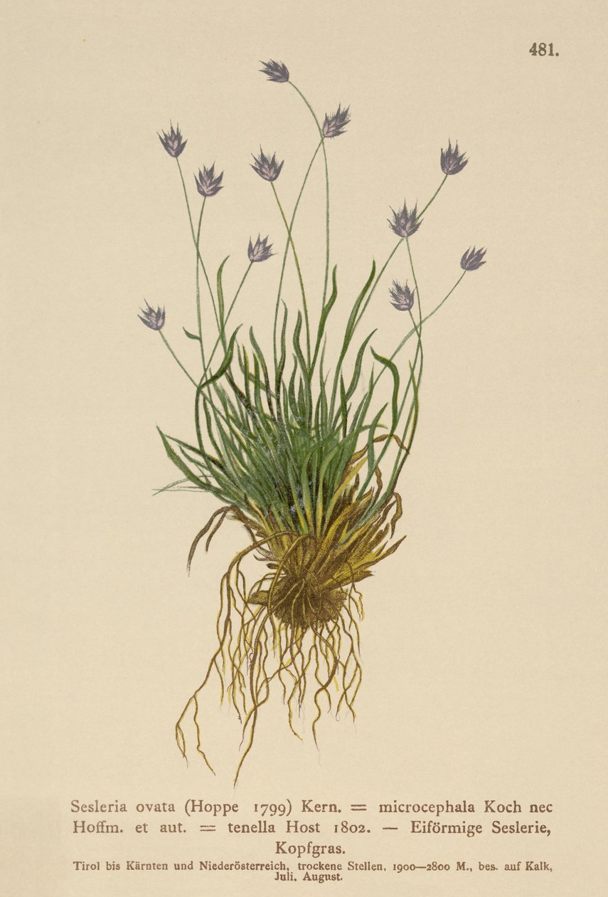 Sesleria (Sesleria ovata, Sesleria microcephala, Sesleria tenella, Psilathera ovata) de German School