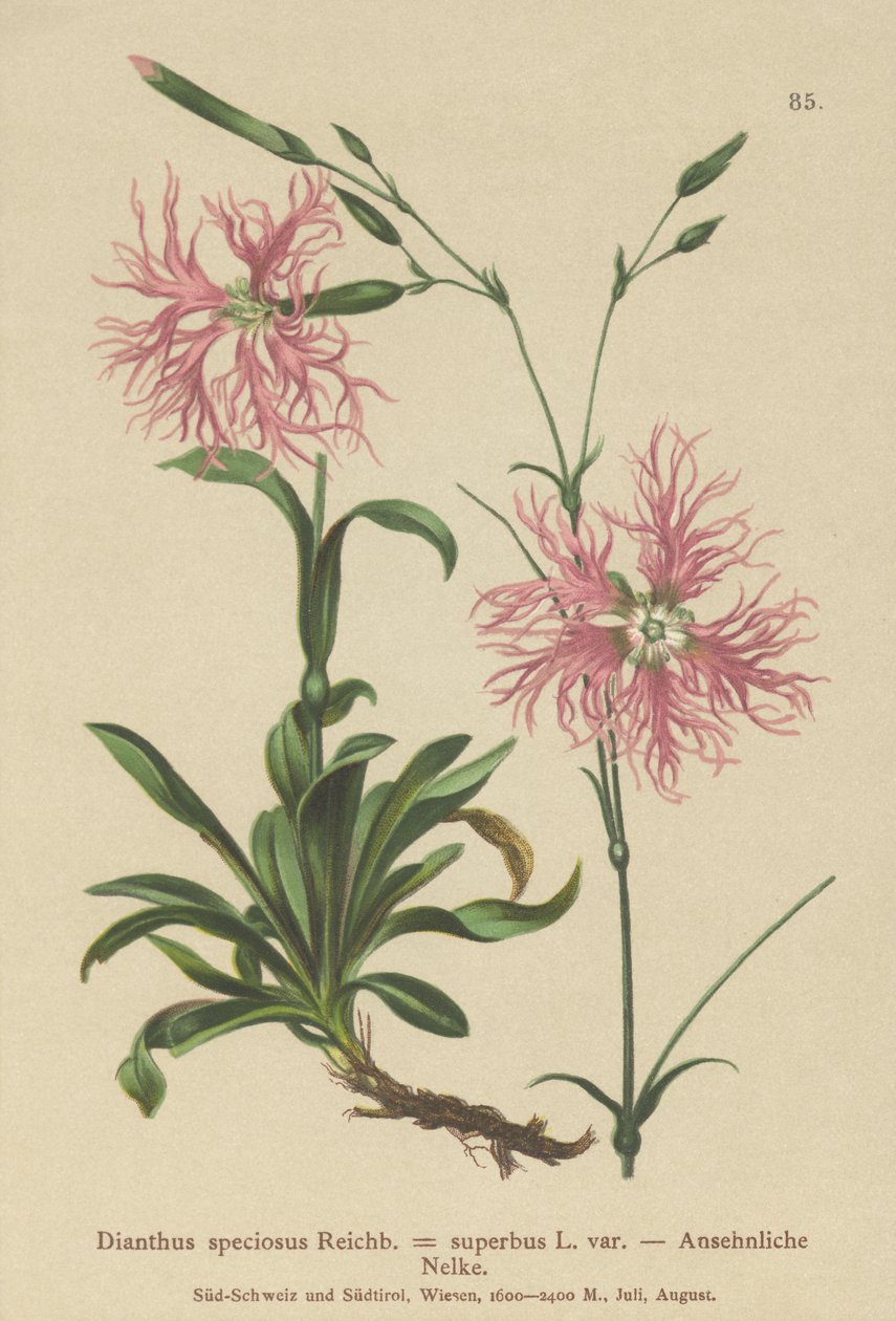 Clavel soberbio de German School