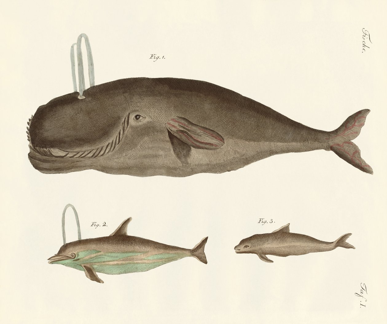 Tres tipos de ballenas de German School