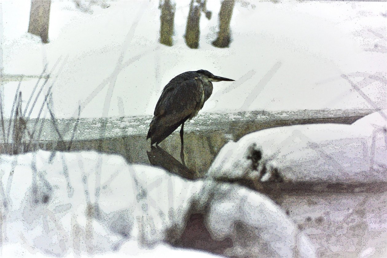 Garza real en la nieve de Detlef B. Fischer