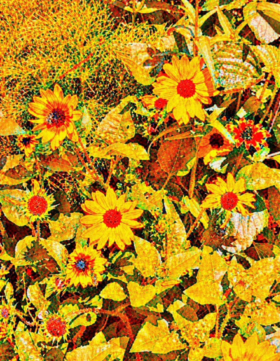 Girasoles para Van Gogh. de Margareta Uliarte