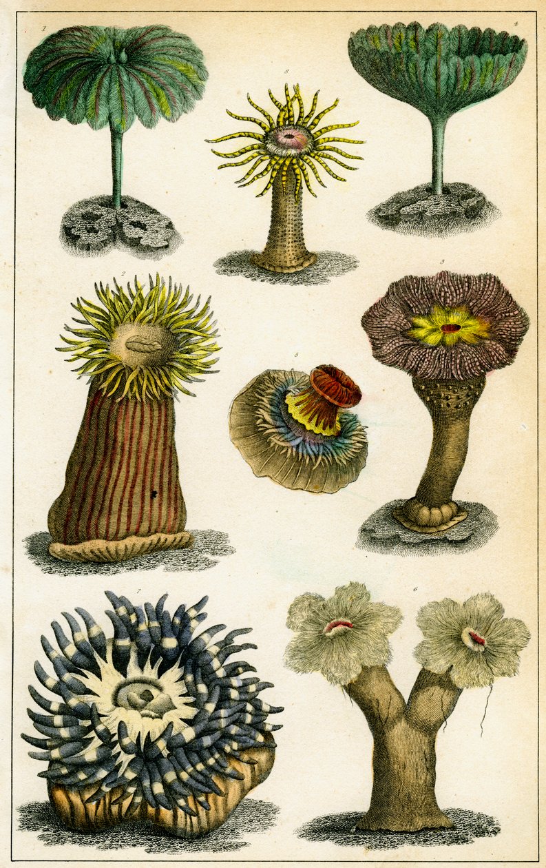 Anémonas de mar, siglo XIX de A Fullarton and Co