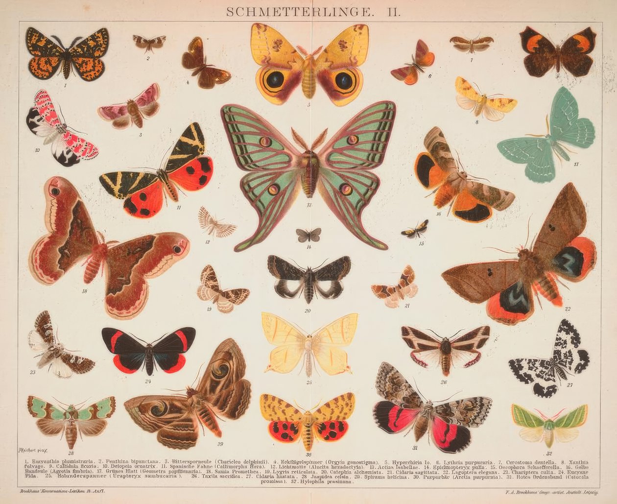 Mariposas. II. de A. Reichert