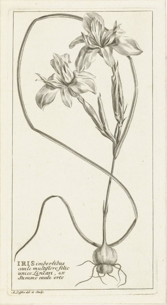 Iris de Abraham Delfos