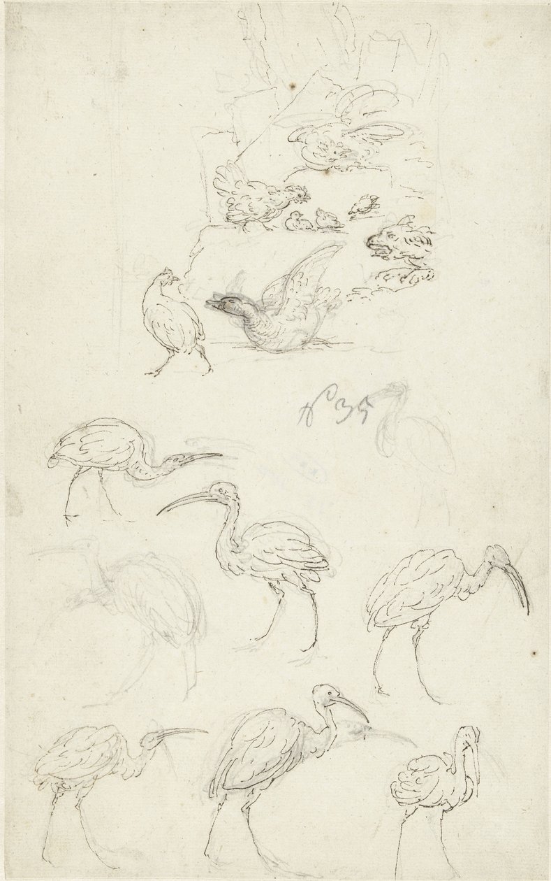 Estudios de aves de Abraham Meertens