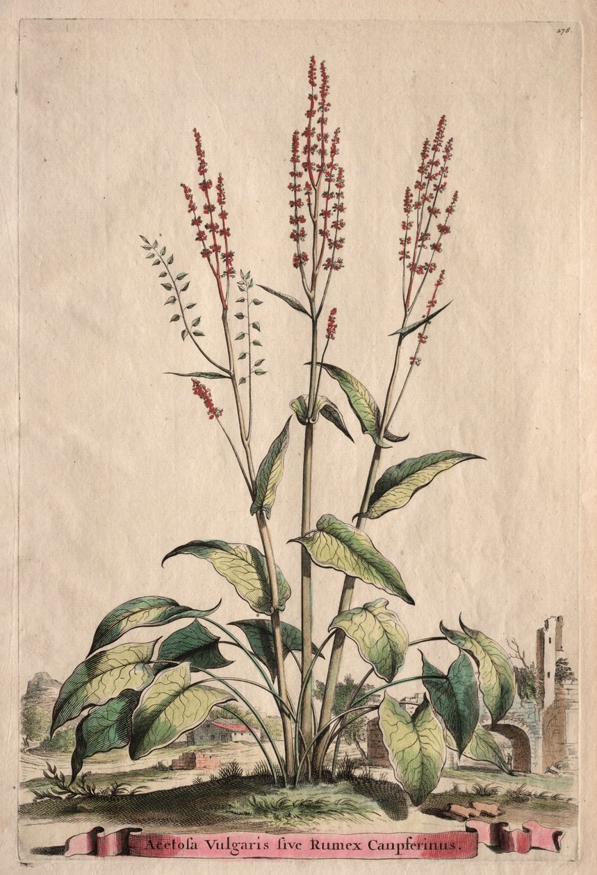 Phytographia Curiosa: Acetosa Vulgaris sive Rumex Canpferinus de Abraham Munting