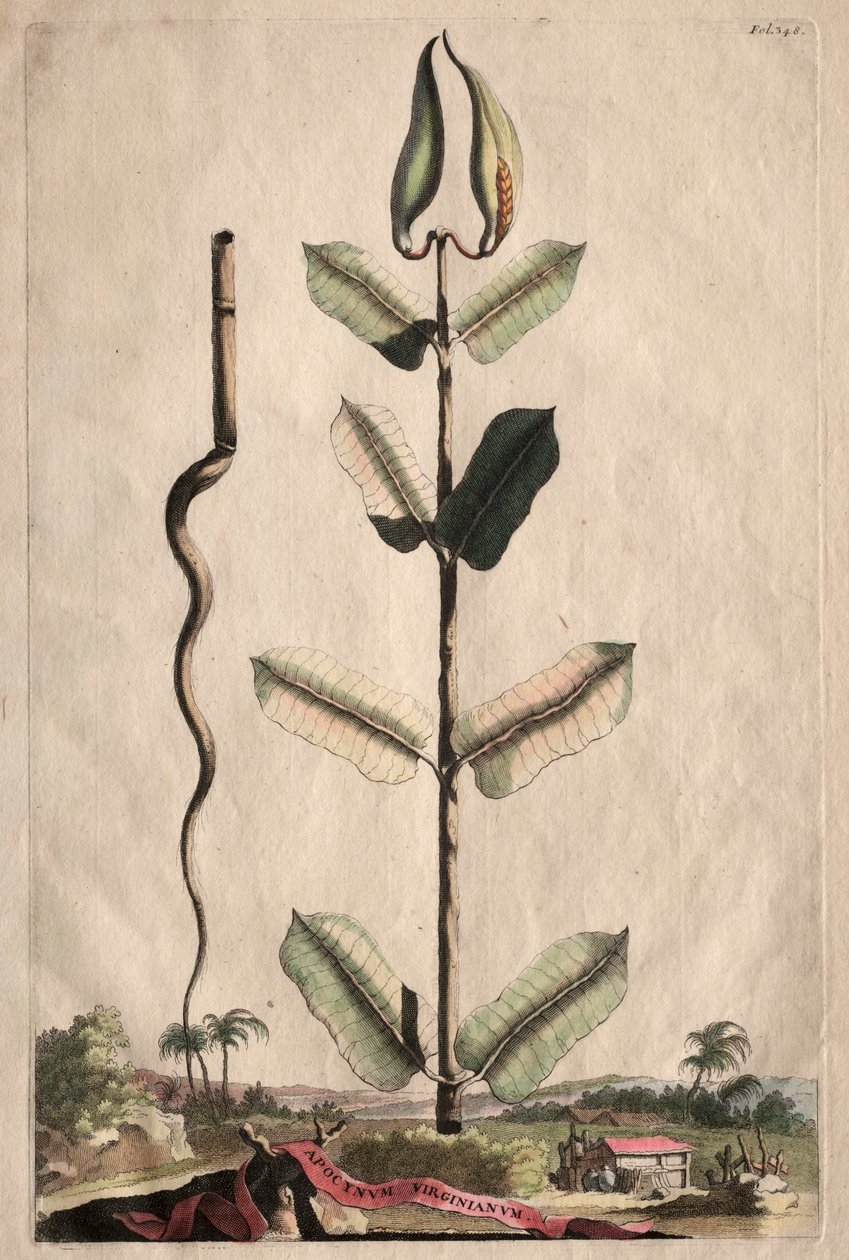 Phytographia Curiosa:  Apocynum Virginianum de Abraham Munting