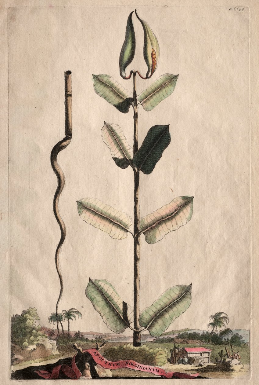 Phytographia Curiosa: Apocynum Virginianum de Abraham Munting
