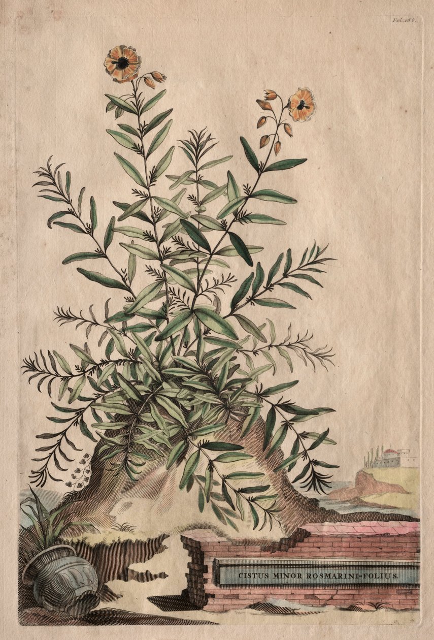 Phytographia Curiosa: Cistus Minor Rosmarini-Folius de Abraham Munting