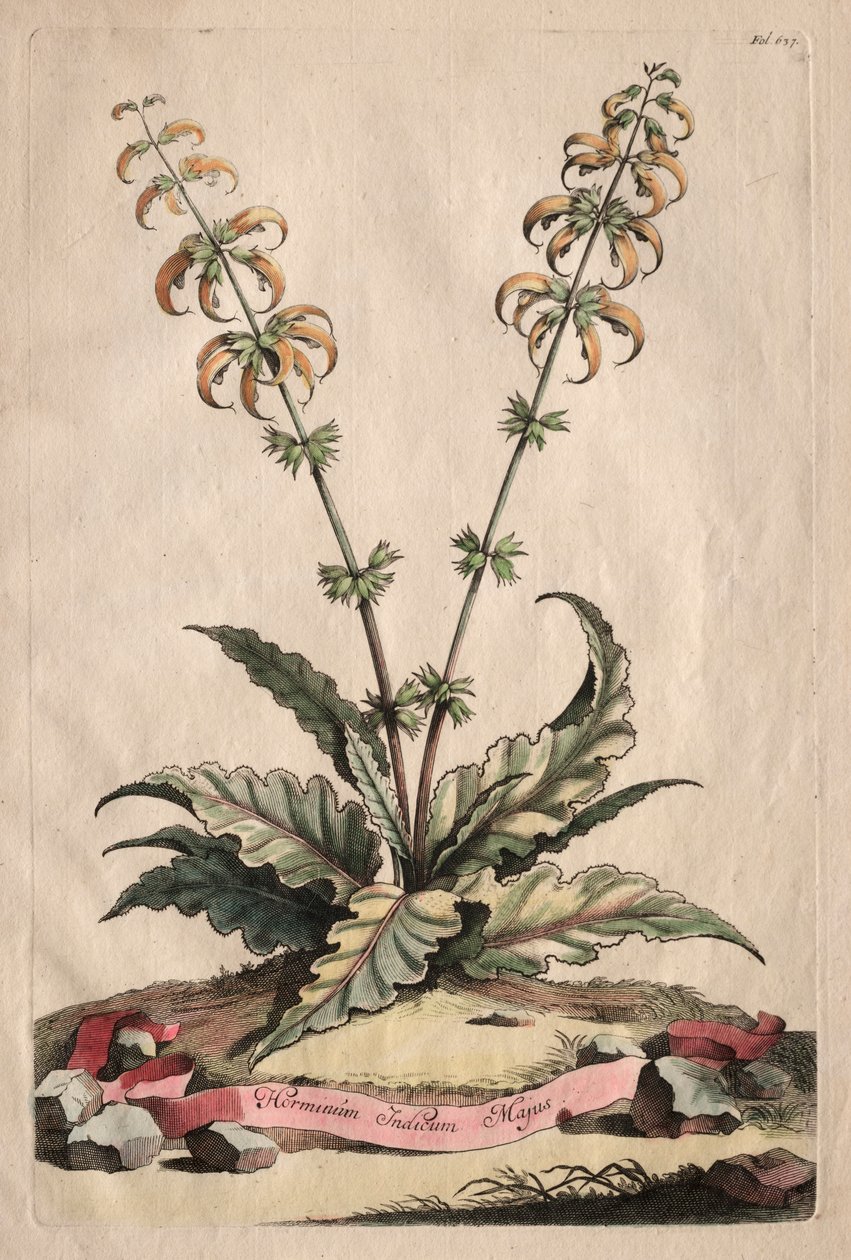 Phytographia Curiosa: Horminum Indicum Majus de Abraham Munting