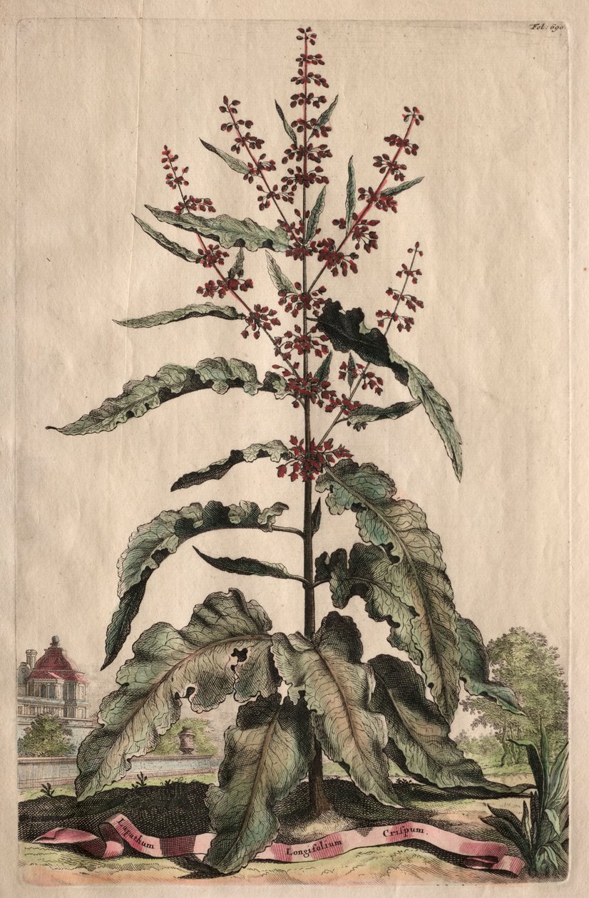 Phytographia Curiosa: Lapathum Longifolium Crispum de Abraham Munting