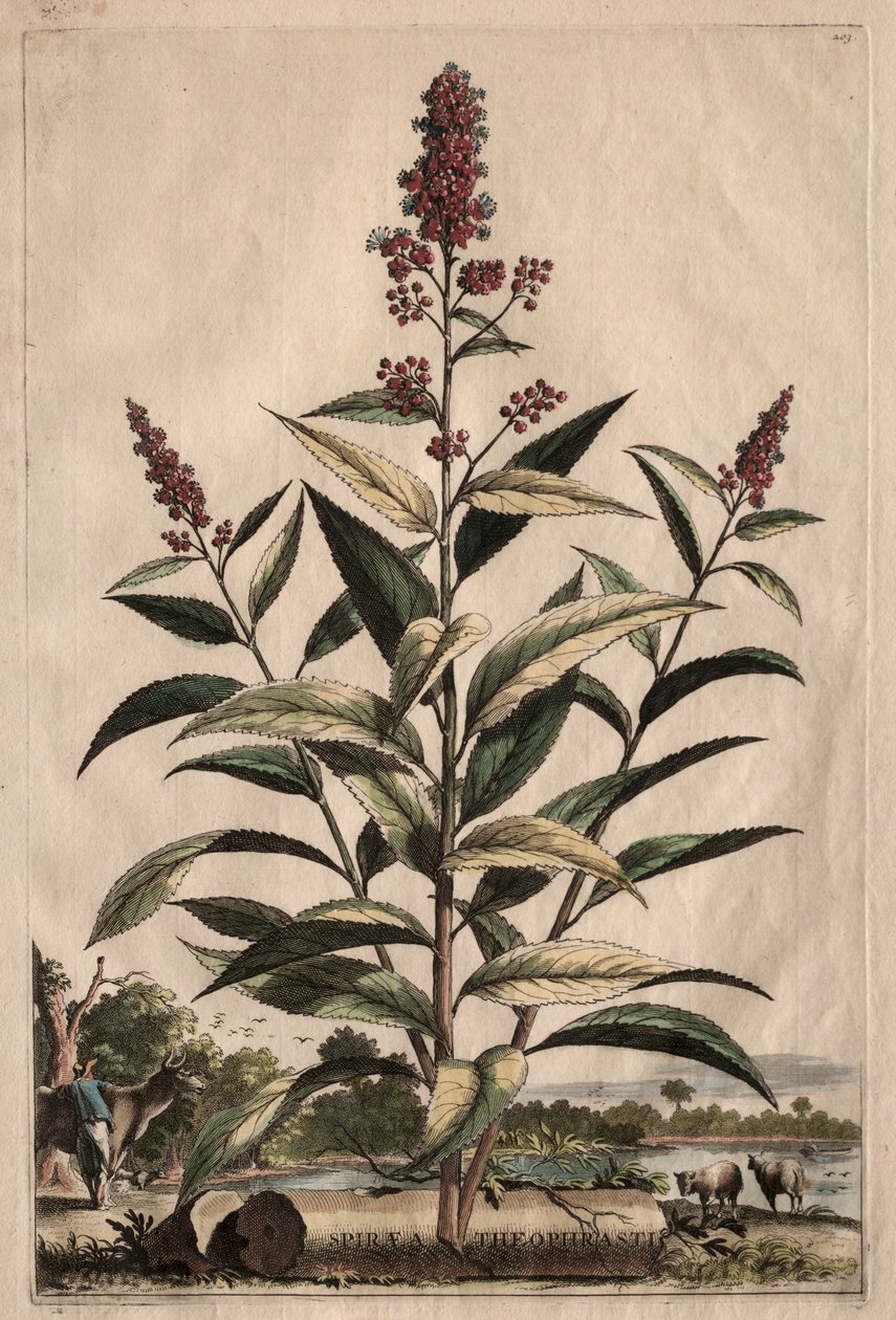 Phytographia Curiosa: Spiraea Theophrasti de Abraham Munting
