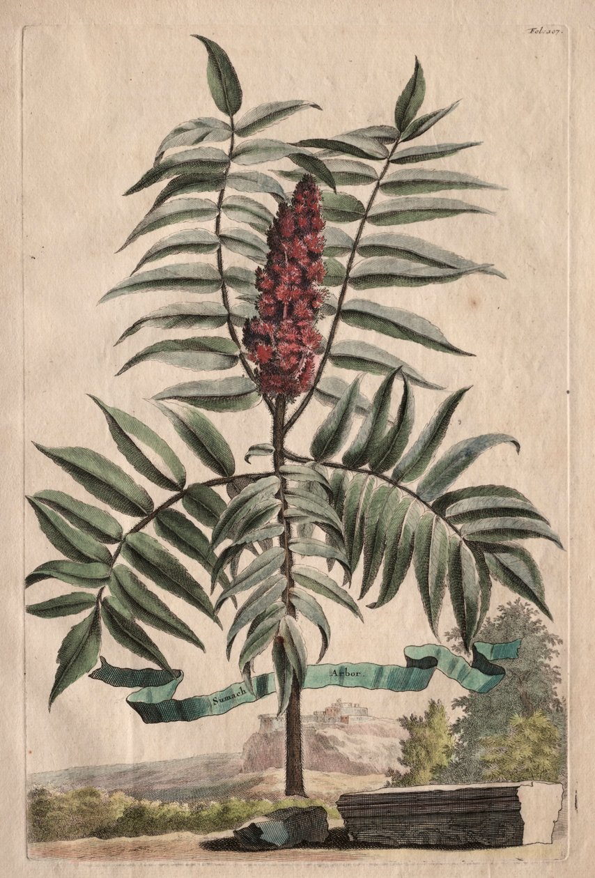 Phytographia Curiosa: Sumach Arbor de Abraham Munting