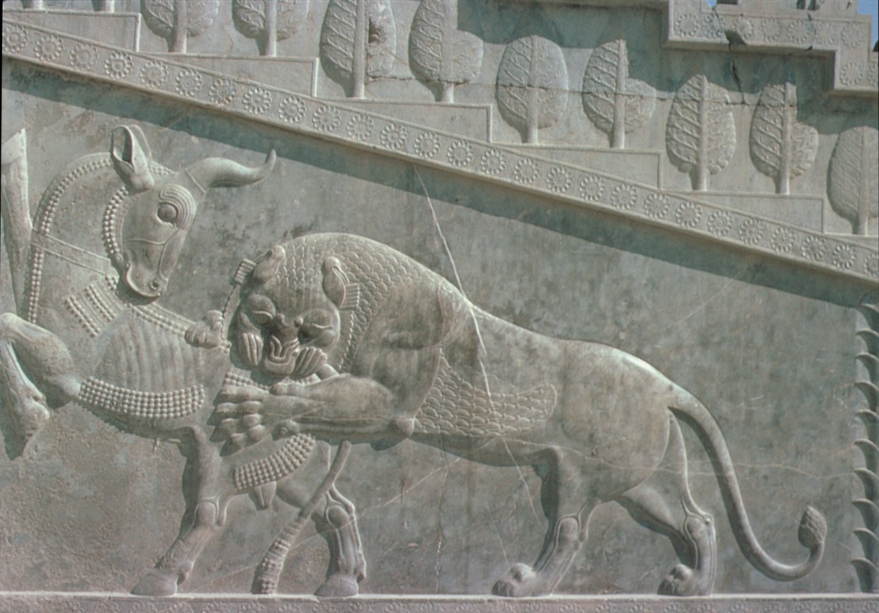Relieve en la escalera este de la Apadana que representa un león luchando con un toro, período aqueménida, c.515 a.C. de Achaemenid