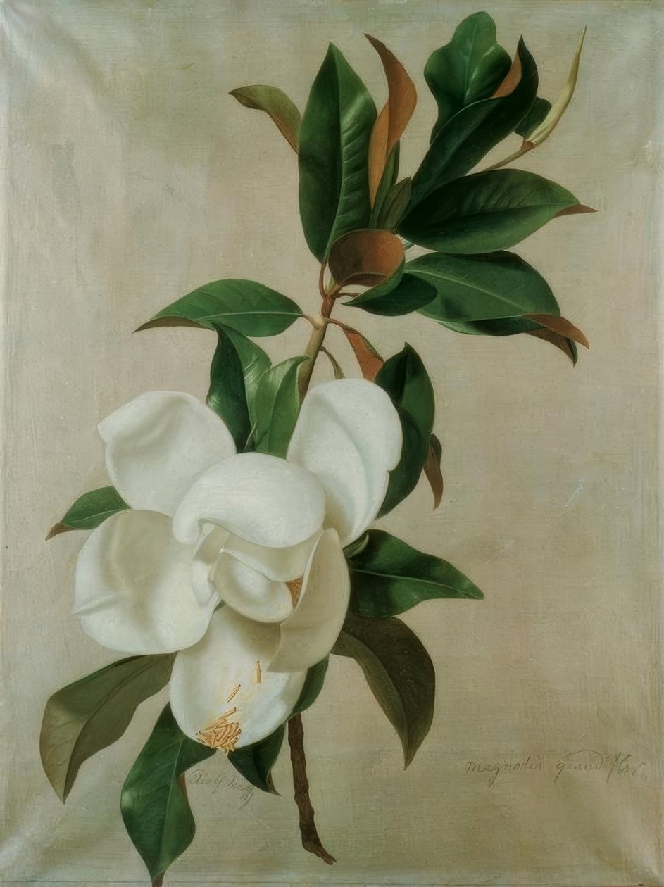 Magnolia de Adolf Senff
