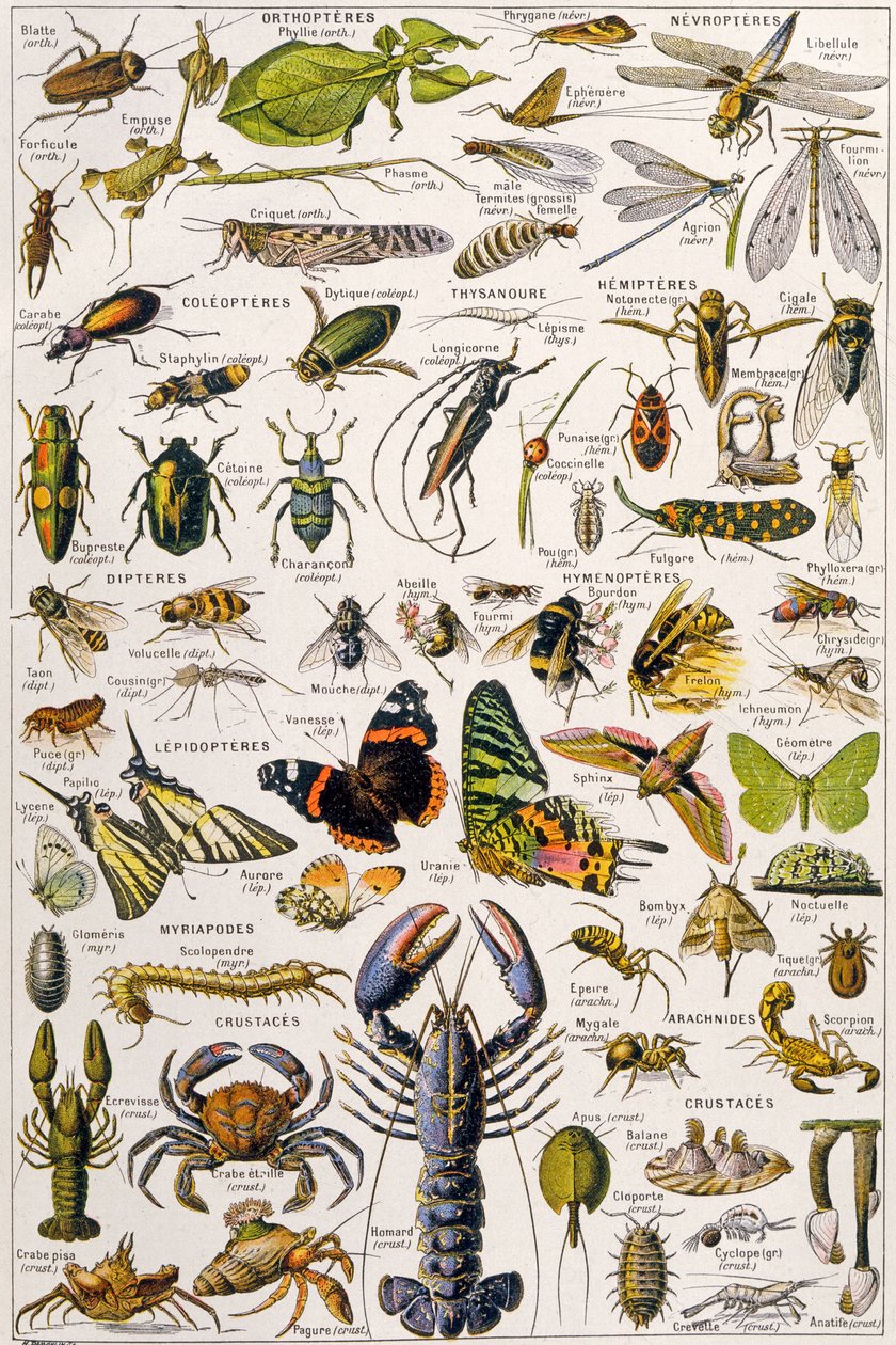 Ilustración de varios invertebrados c.1923 de Adolphe Philippe Millot