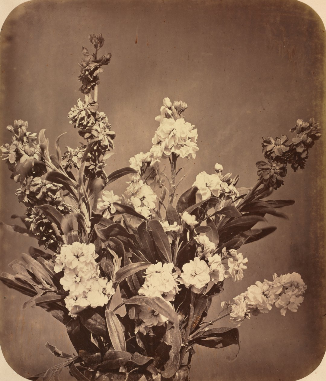 Bouquet de Adolphe Braun