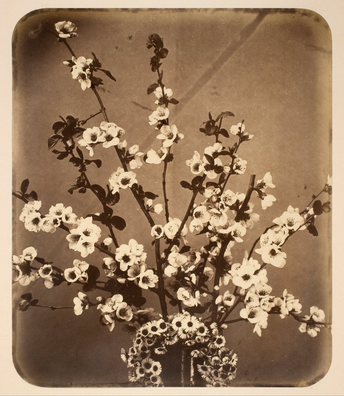 Bodegón floral de Adolphe Braun