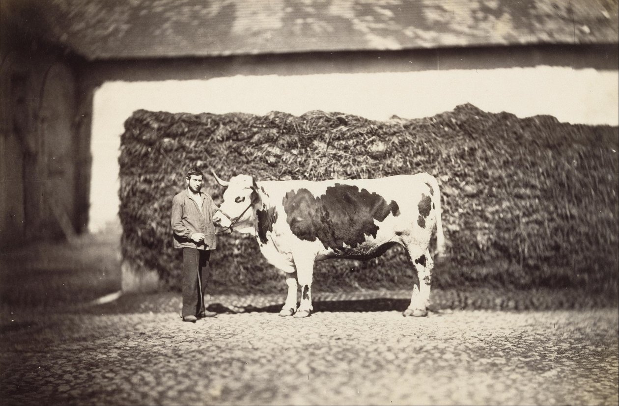 [Premio Bull] de Adolphe Braun