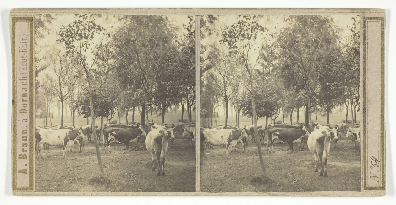Sin título [vacas], 1850-77 de Adolphe Braun