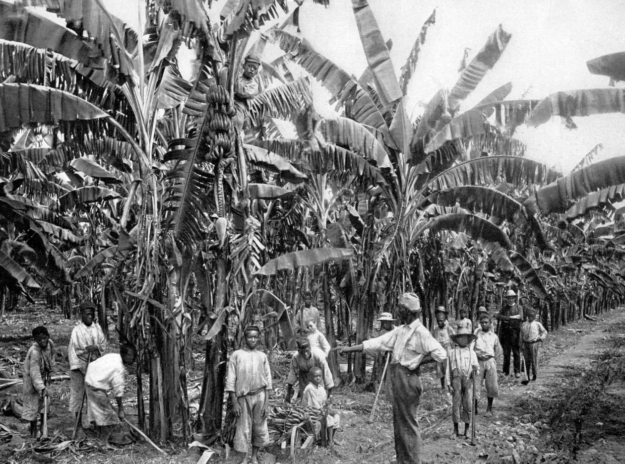 Plantación de bananos, Jamaica, c. 1905 de Adolphe Duperly and Son