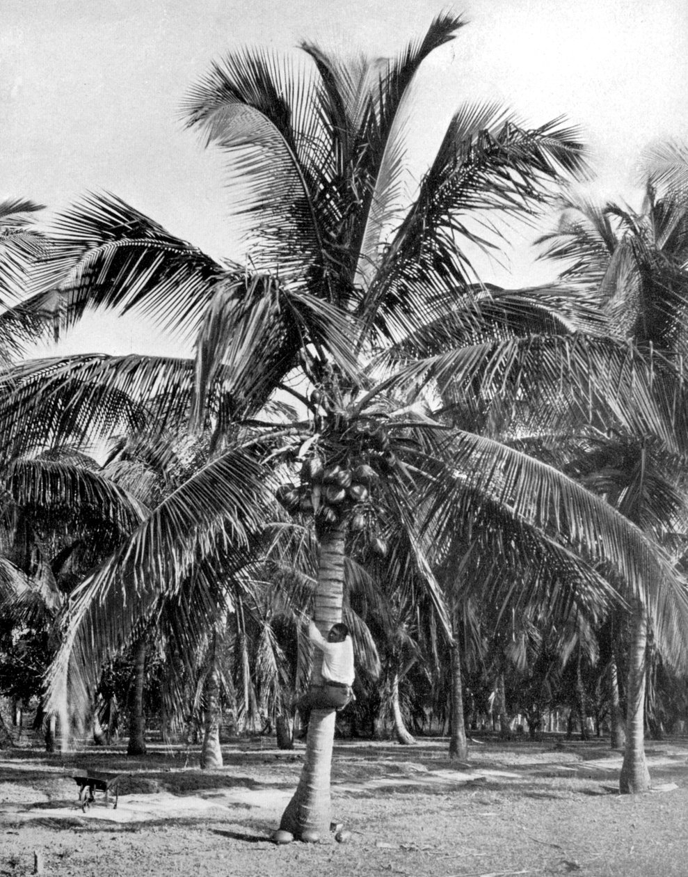 Recogiendo cocos, Jamaica, c. 1905 de Adolphe Duperly and Son