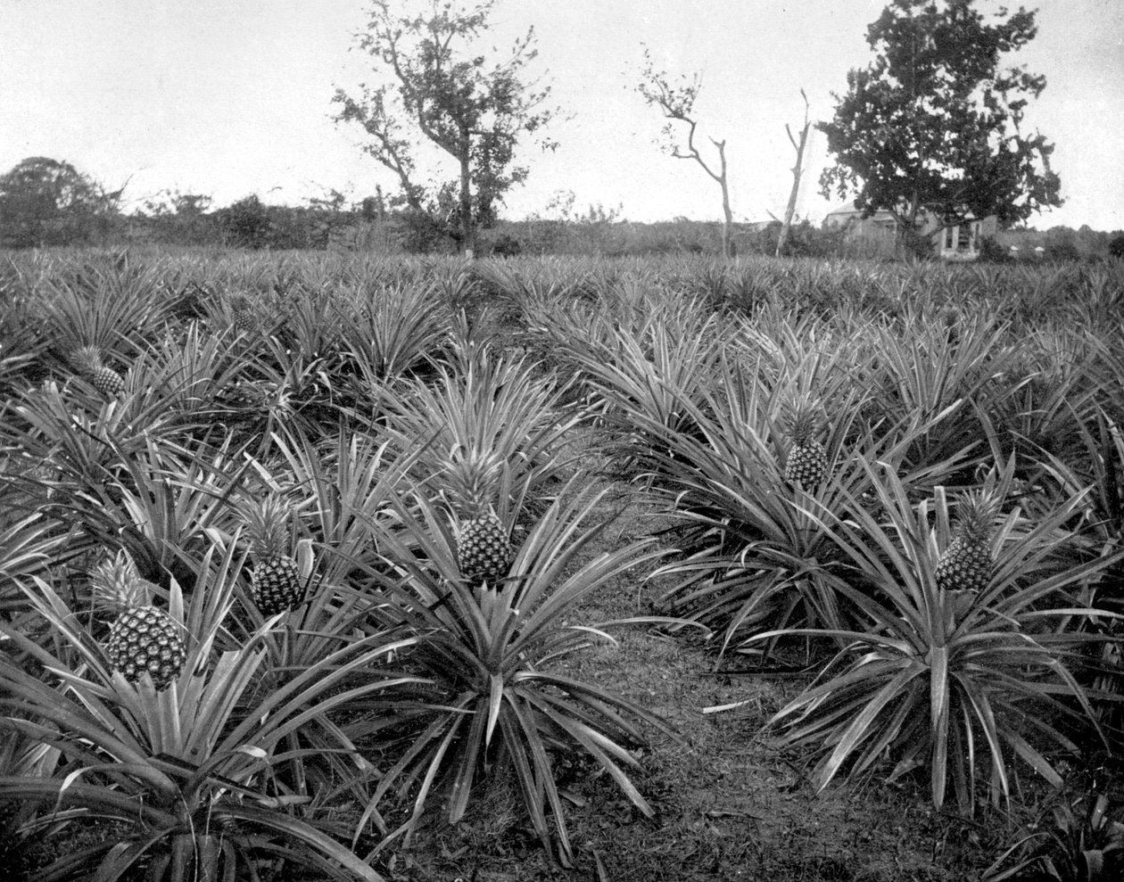 Arboleda de piñas, Jamaica, c1905 de Adolphe Duperly and Son