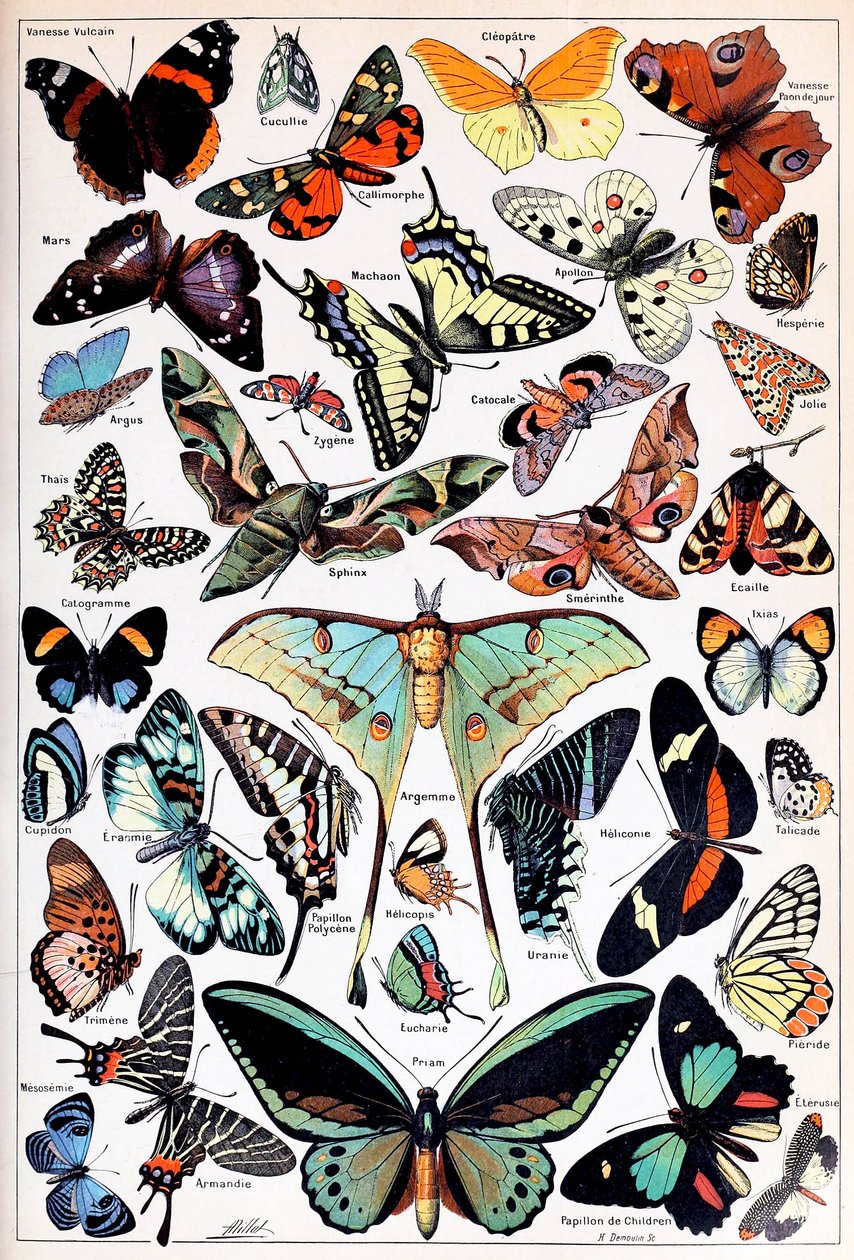 Ilustración de mariposas y polillas c.1923 de Adolphe Philippe Millot