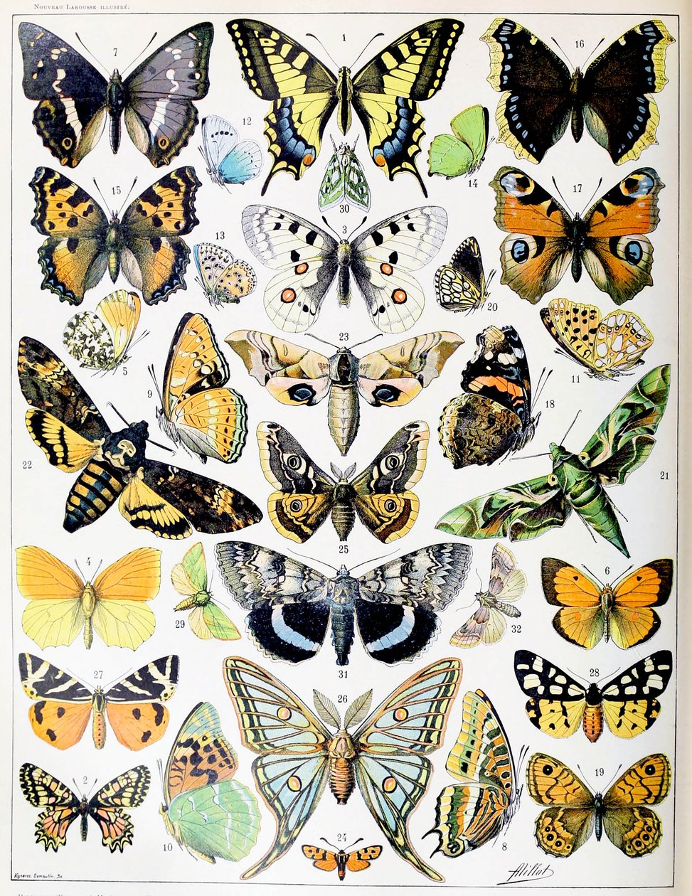 Ilustración de mariposas y polillas c.1923 de Adolphe Philippe Millot